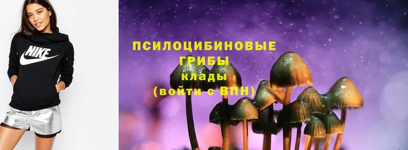 Псилоцибиновые грибы Psilocybe  Сортавала 